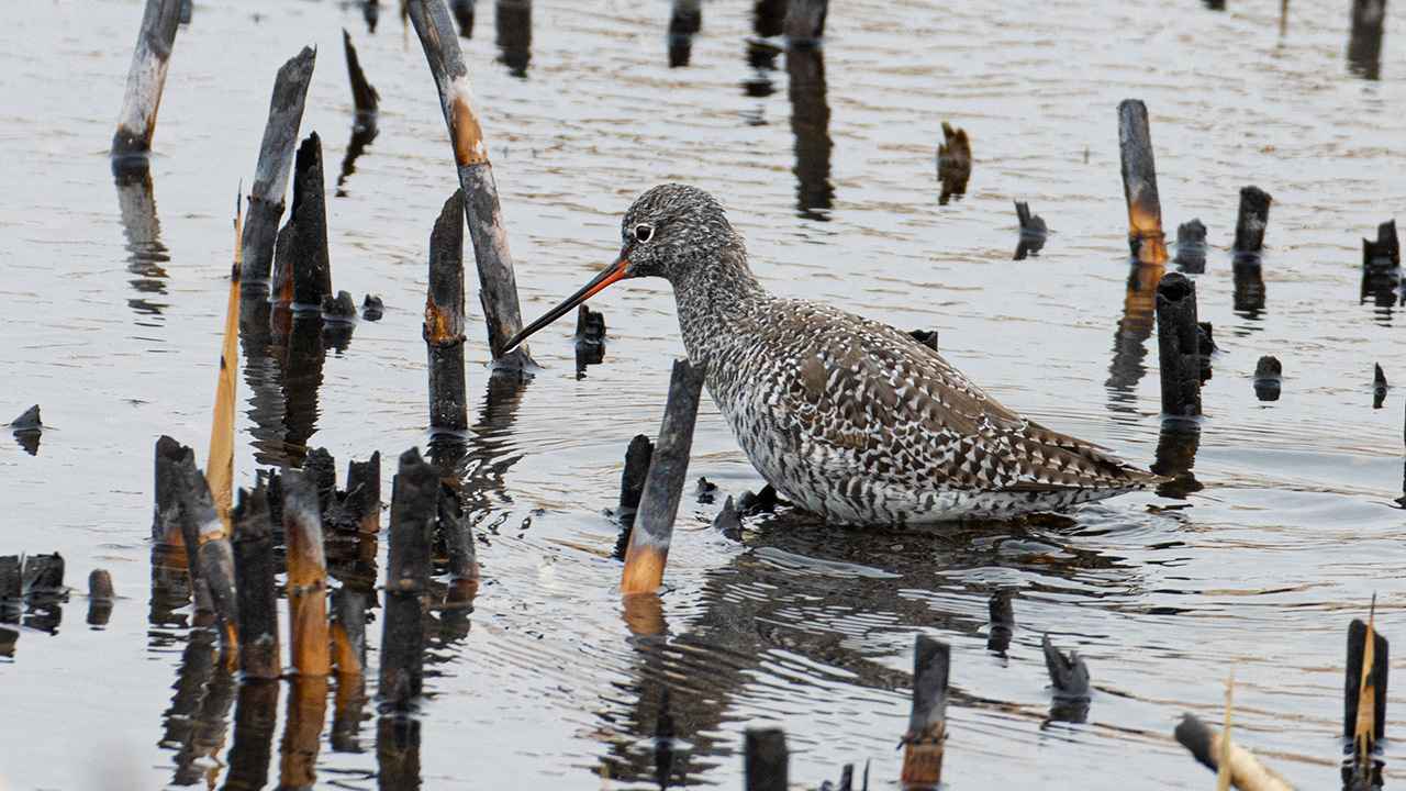 Spotted Redshank